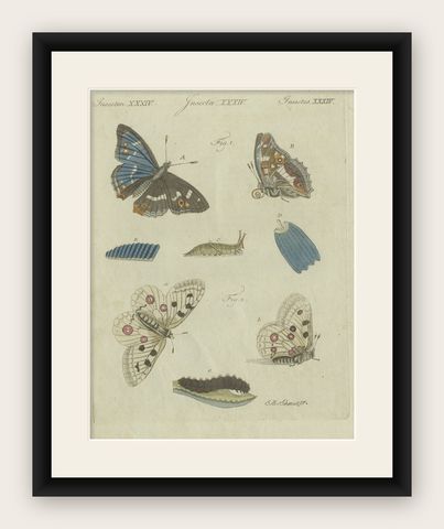 18th-Century Hand-Colored Engraving of Butterflies and Larvae by J. B. Schmuzer, shown framed