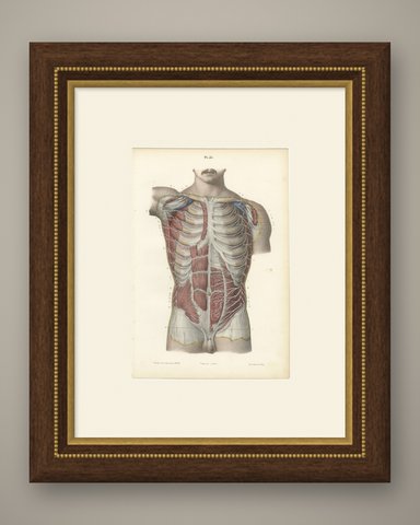 Cutaneous Nerves of the Chest and Abdomen, Hirschfeld Anatomy Print, 1866, shown framed
