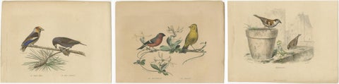 Avian Treasures from Buffon's Natural History: Hand-Colored Masterpieces, 1837, view 5