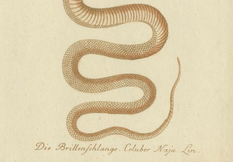 An 18th Century Study of Flycatchers and the Indian Cobra, 1780, close-up 1