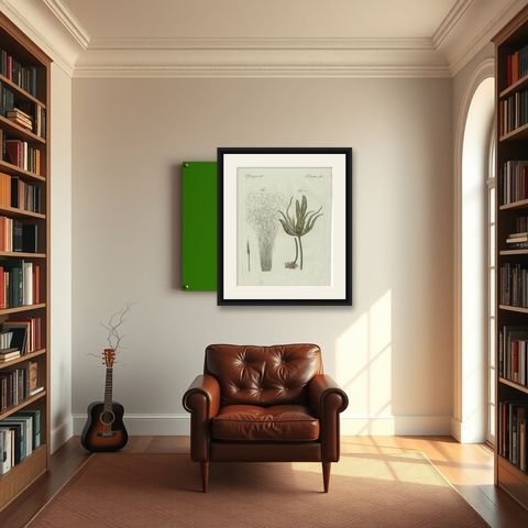 Original Antique Botanical Print of Two Remarkable Seaweeds by Bertuch, 1802, shown framed in a room
