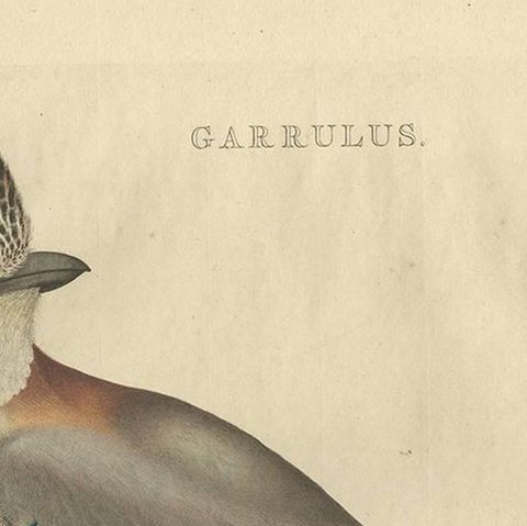 Antique Bird Print of the Garrulus by Sepp & Nozeman, 1770, close-up 1