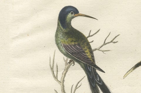 Long-Tailed Black-Headed Hummingbird and Butterfly Engraving by Seligmann, 1770, close-up 3