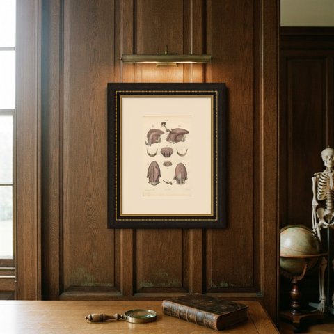 The Muscles of the Tongue and Hyoid, Antique Hirschfeld Anatomy Print, 1866, shown framed on a wall