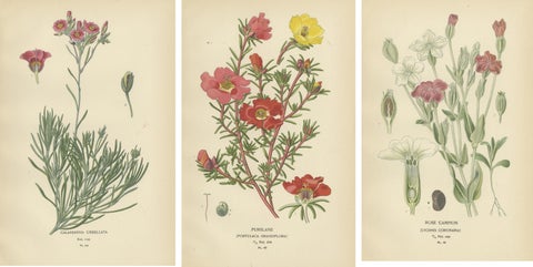 Ephemeral Blossoms: A Chronicle of 1896 Botanical Elegance, view 2
