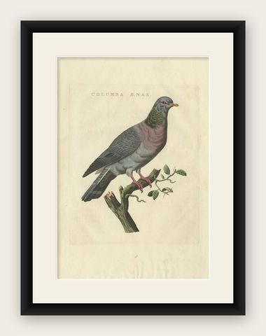 Stock Dove, Columba Oenas, Nozeman & Sepp Antique Bird Print, c.1829, shown framed