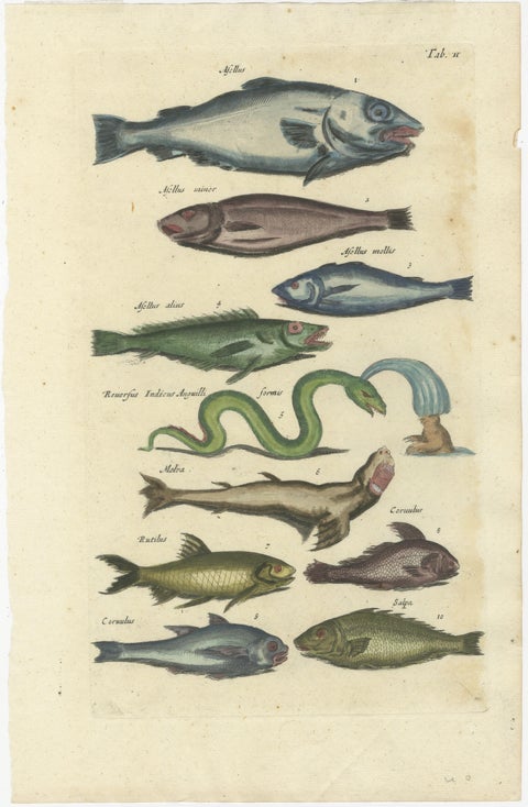 Original 17th Century Hand-Colored Print of a Roach, Sea Snake and other Fish, view 2