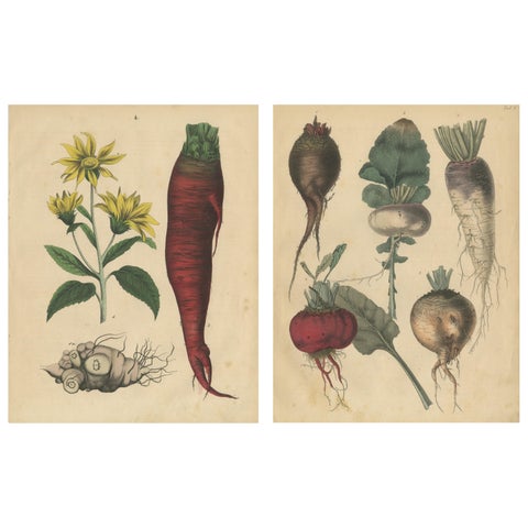 Antique Root Vegetable Lithographs, Beets, Carrots, Turnips, Calwer 1852
