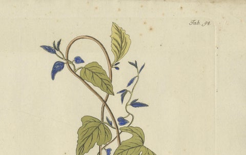 Convolvulus Jalapa Botanical Engraving - Icones Plantarum Medicinalium, 1788, close-up 3