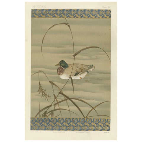 Antique Japanese Waterfowl Print: Tranquil Duck in Reeds, 19th Century