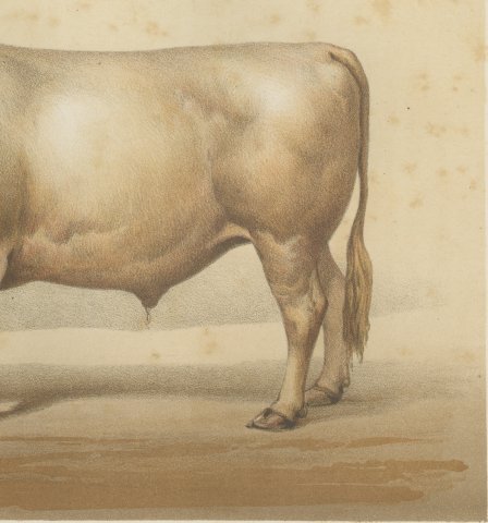 Charolais Ox, French Cattle Breed, Antique Chromolithograph by Borie, 1863, close-up 3