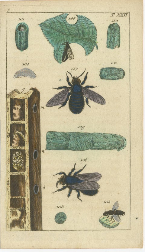 Rare Antique Natural History Prints: Fascinating Insects and Life Cycles, 1832, view 4