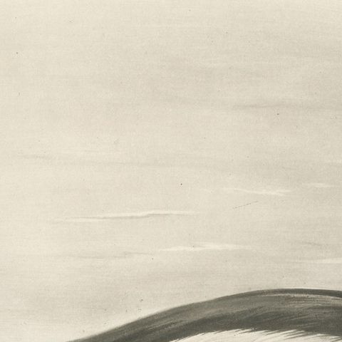 Long-Tailed Duck, Antique Bird Print after Lilian Medland, circa 1909, close-up 2