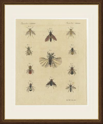 Eleven Flies and Hover Flies, Antique Bertuch Print, circa 1815, shown framed