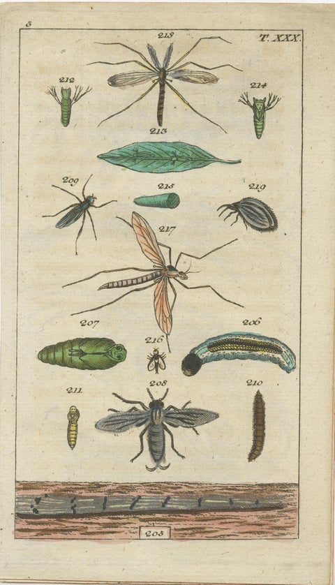 Small Natural History Prints: Insects and Life Cycles in Exquisite Detail, 1832, view 5