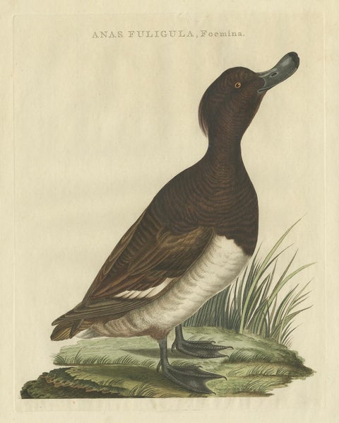 Female Tufted Duck Antique Bird Print by Sepp & Nozeman, circa 1797, close-up 1