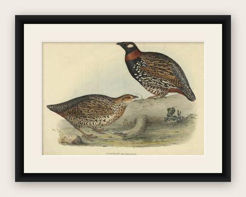 Expertly Original Hand-Coloured Bird Print of the Black Francolin, 1832, shown framed