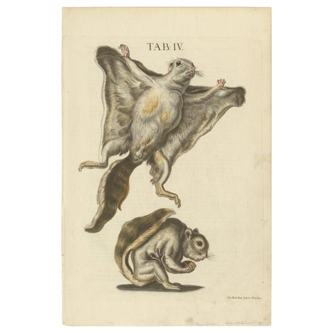 Vintage Vistas: Original Hand-Colored Engravings of The Flying Squirrels, 1762
