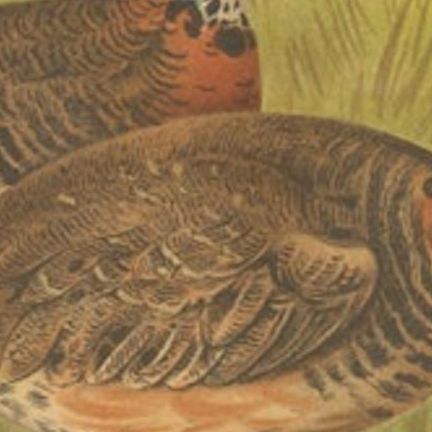 Antique Bird Print of the Malayan Wood Partridge by Hume & Marshall, 1879, close-up 2