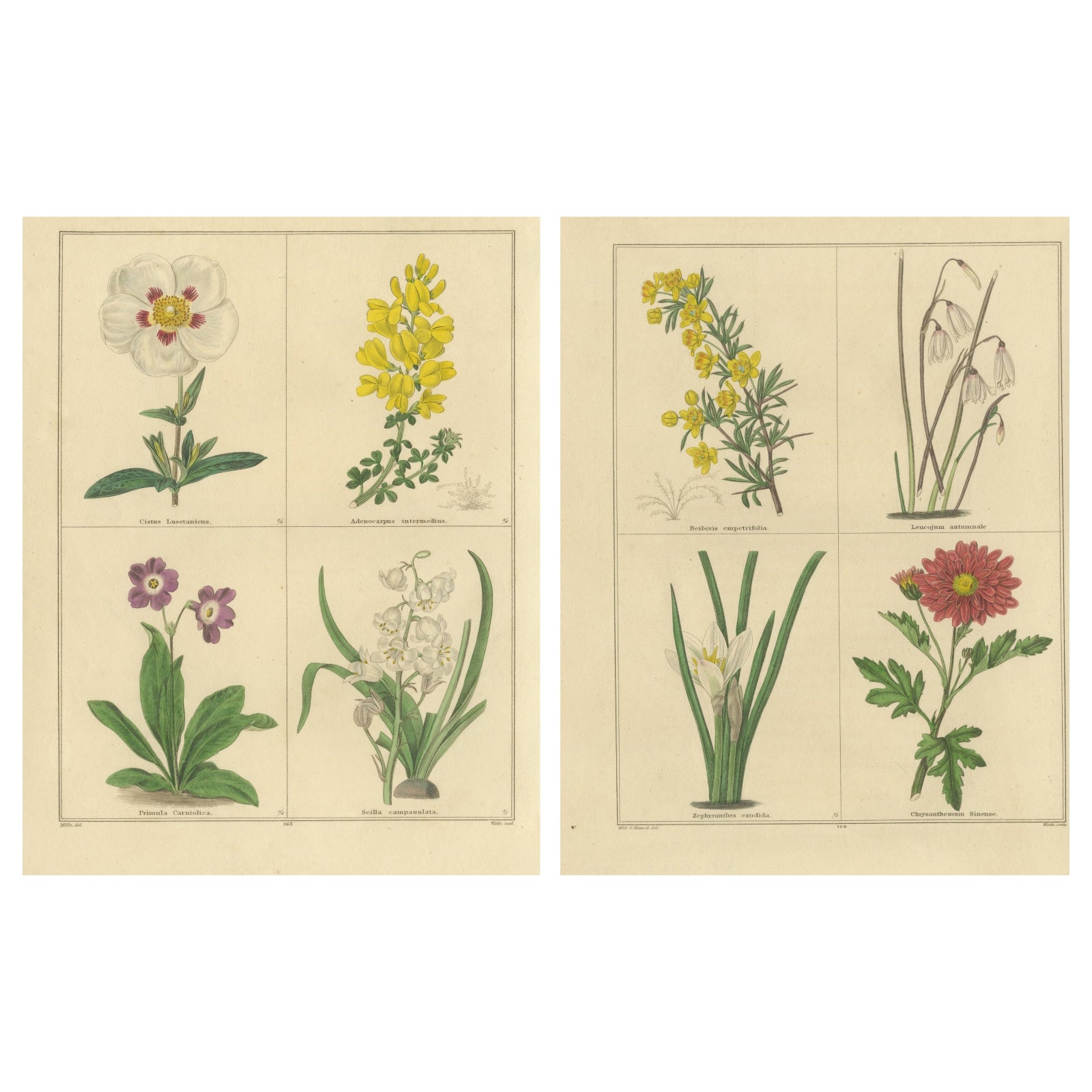 Antique Floral Engravings by B. Maund from The Botanic Garden 1836