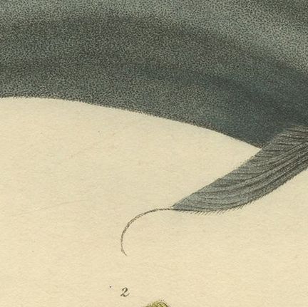 Antique Print with Hand Coloring of Catfish species, close-up 4