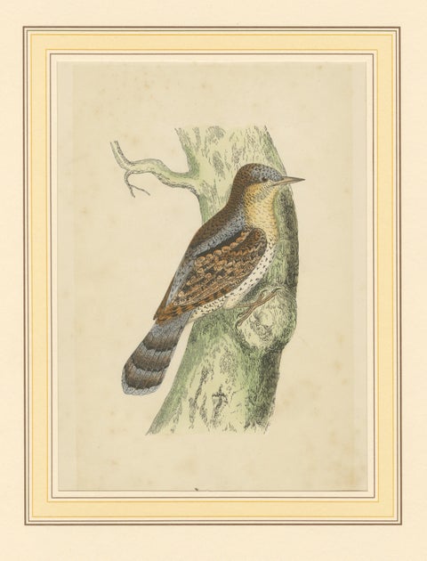 Antique Bird Print of a Wryneck, circa 1880, view 3