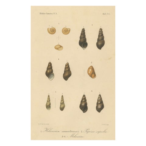 Antique Shell Print of Sumatran Snails, Helicarion, Pupina, Melania c.1887