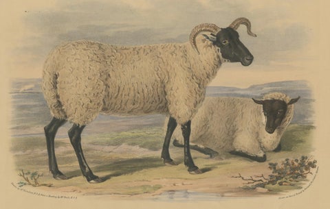 Old Lithograph of an Ewe and Lamb of the Old Norfolk Breed - 1841, close-up 3