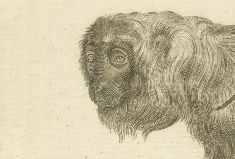 Red Howler Monkey, Antique Natural History Engraving, De Sève & Bock, c.1800, close-up 1