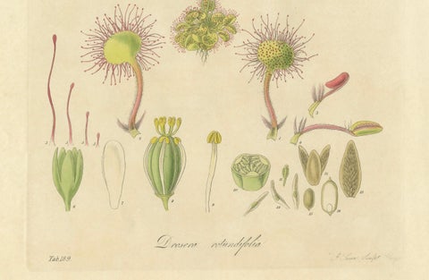 The Delicate Predator: Botanical Illustrations of Drosera, 1777, close-up 4