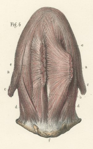 The Muscles of the Tongue and Hyoid, Antique Hirschfeld Anatomy Print, 1866, view 5
