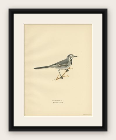Antique Bird Print of the White Wagtail by Von Wright, 1927, shown framed