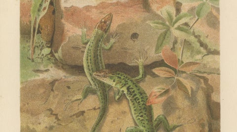 Wall Lizards, Antique Reptile Natural History Print by P.J. Smit, 1895, close-up 4