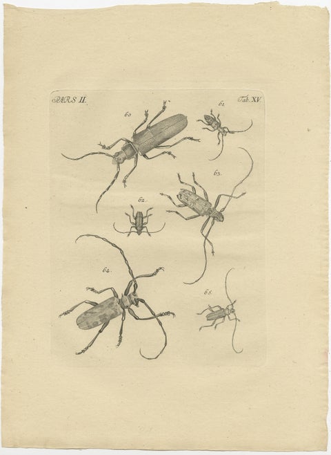 Set of 2 Antique Prints of Various Beetles, view 3
