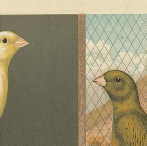 Antique Bird Print of the Yorkshire Canaries, Clear Buff, Clear Yellow and Other, close-up 1