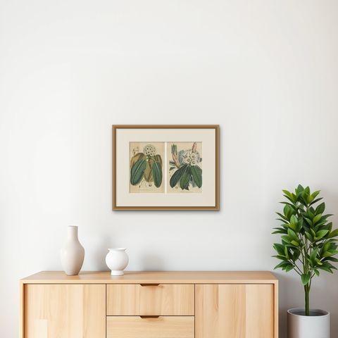 Set of 2 Antique Botany Prints, Rhododendron, by Louis van Houtte, 1849, shown framed on a wall