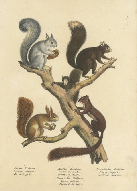 Original Antique Hand Colored Print of Various Squirrel Species, view 3