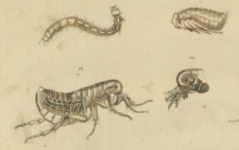 Fleas, Tarantula & Spiders, Brodtmann Hand-Colored Natural History Plate, 1816, close-up 1
