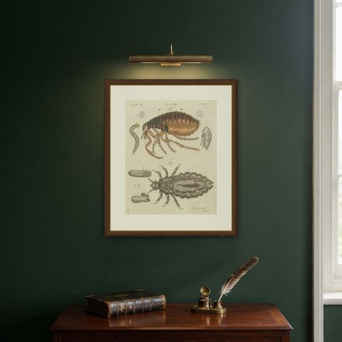 Flea and Louse Under the Microscope, Antique Bertuch Print, circa 1805, shown framed on a wall