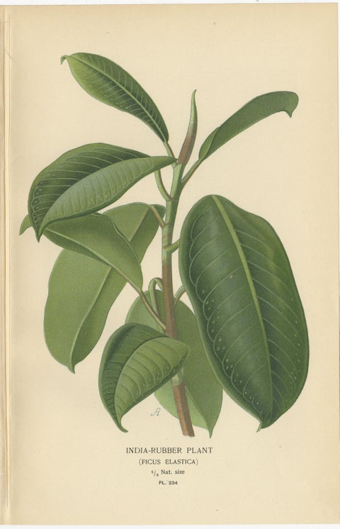 1897 Victorian Botanical Print, India-Rubber Plant (Ficus Elastica), view 3