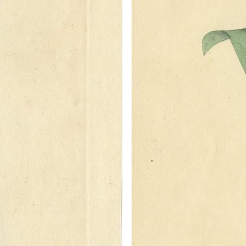 Exquisite Hand-Coloured Butterfly Prints of the 18th and 19th-Century, close-up 5