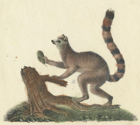 Original Antique Animal Print of a Ring-Tailed Lemur 'Lemur Catta' Monkey, 1833, close-up 1
