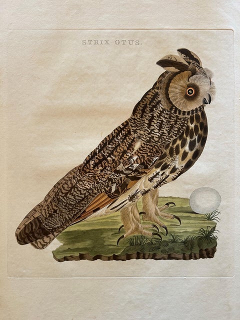Strix Otus, Antique Long-Eared Owl Print by Nozeman & Sepp, 1809, view 3