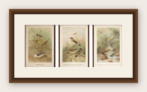 Antique Bird Lithographs Set of 3, Buntings Wheatear Wagtail, 1895, shown framed