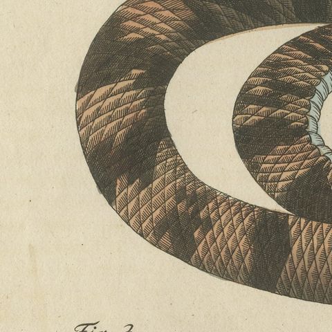 Rattlesnake with Its Rattle, Antique Bertuch Print, Vienna, circa 1805, close-up 5