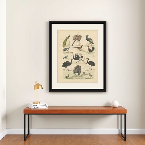 Game Birds & Flightless Birds Print: Peacock, Ostrich, Cassowary, Antique 1867, shown framed on a wall