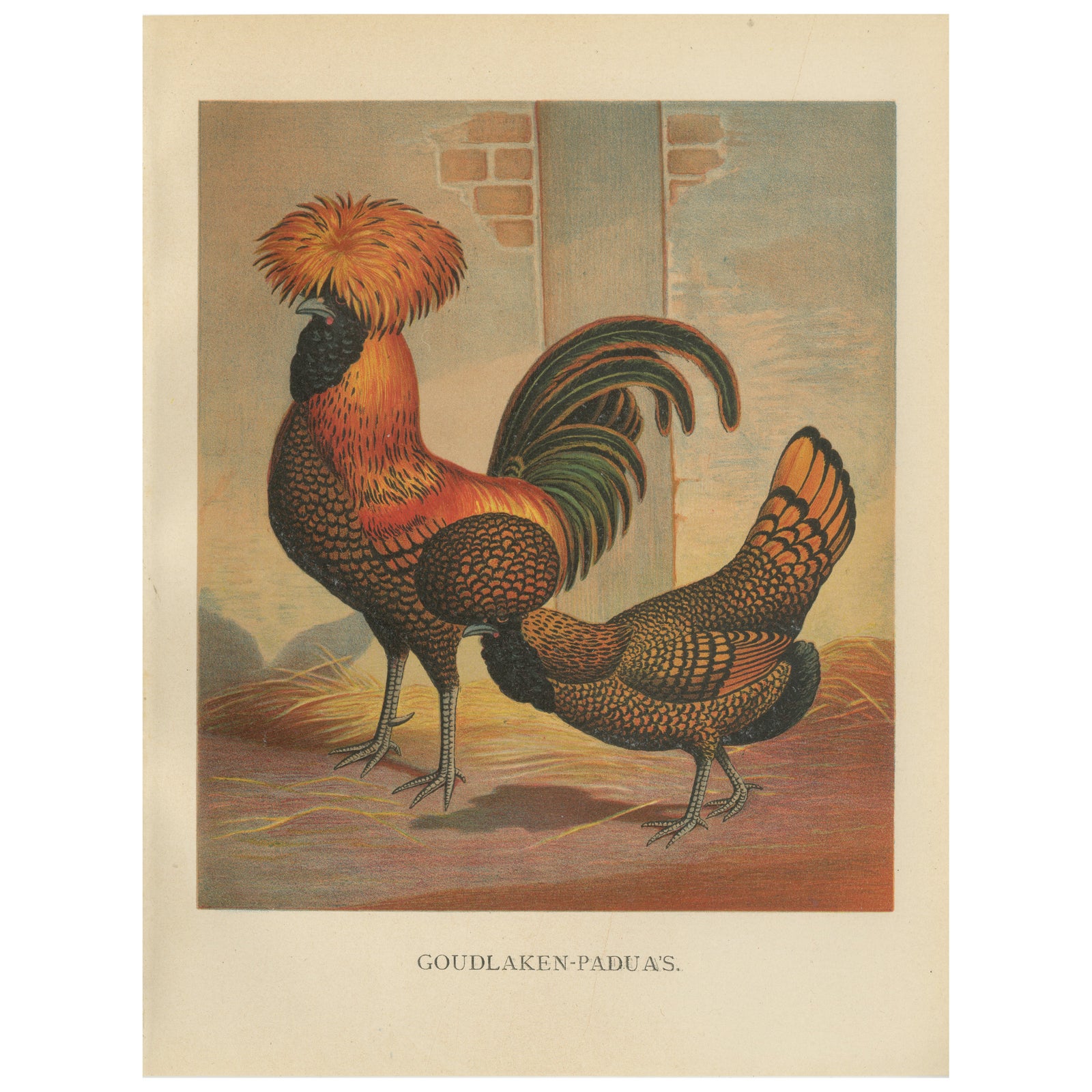 The Magnificent Golden Polish Chicken - A Rare 19th Century Poultry Lithograph