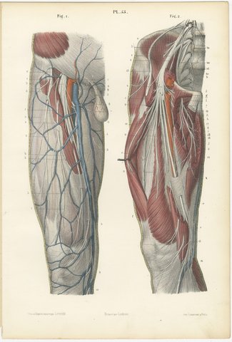Nerves of the Front of the Thigh, Antique Hirschfeld Anatomy Print, 1866, view 2