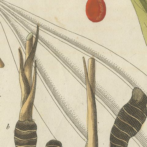 Cassia Cinnamon and Galangal Spices, Antique Bertuch Print, circa 1805, close-up 4
