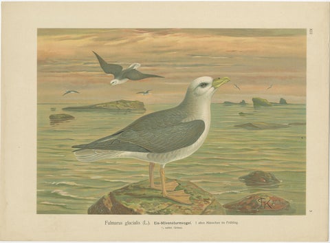Antique Bird Print of Northern Fulmar at Sea, 19th Century Seabird Illustration, view 2